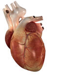 Heart Coronary Arteries